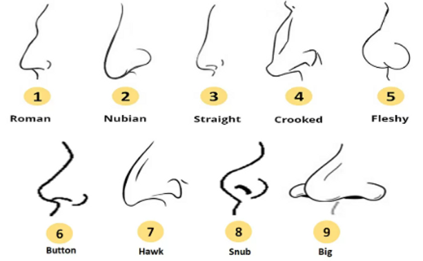 Nose shape